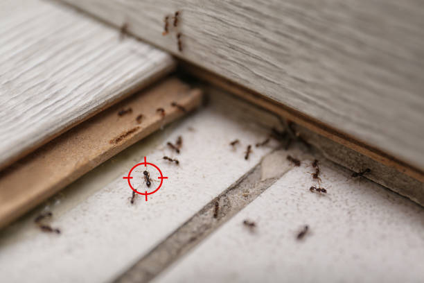 Best Wildlife Control Services  in La Nte, MO