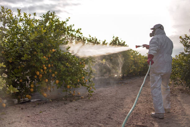 Trusted La Monte, MO Pest Control Experts