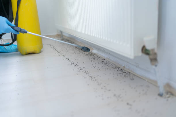 Best Local Pest Control Services  in La Nte, MO