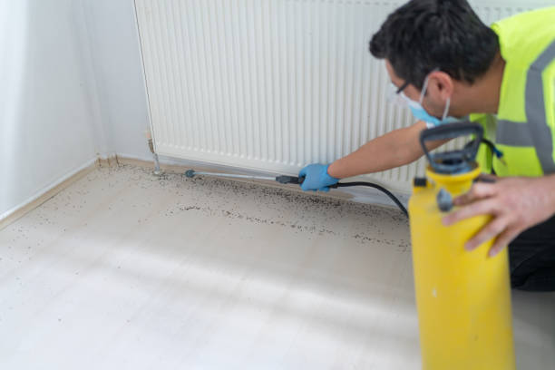 Wasp Removal Services in La Monte, MO